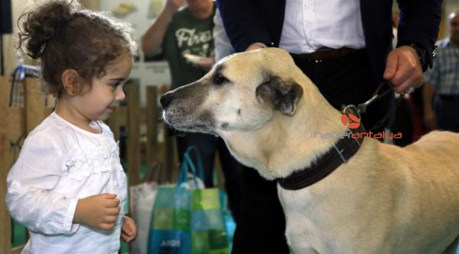 Tescilli Kangal köpeği 'Bozo' fuarın gözdesi