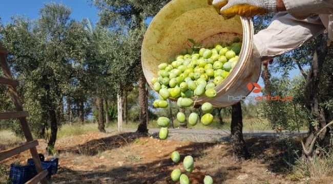 Türkiye'nin en büyük zeytin bahçesinde hasat başladı