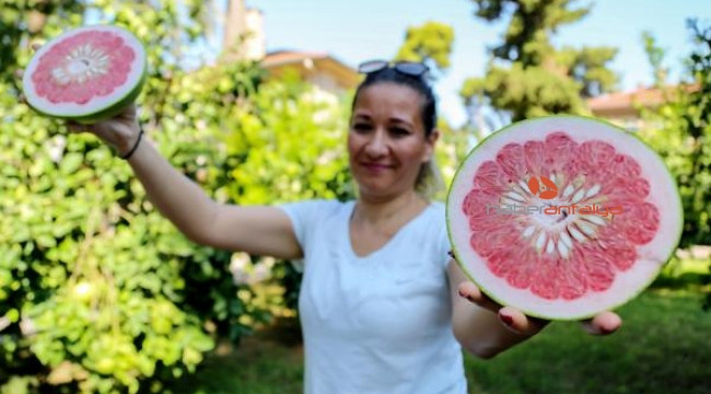 Turunçgillerin atası pomelo, sadece Antalya'da yetişiyor