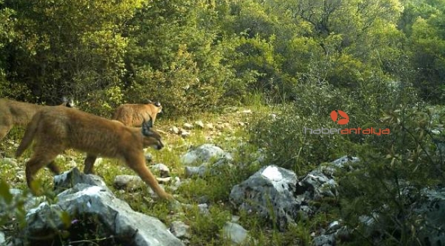 Yaban hayvanları, fotokapanla görüntülendi