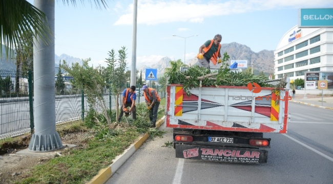 Yaya güvenliğini tehlikeye atan zakkumlar budandı