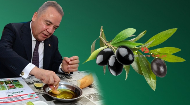 Zeytinyağı fabrikasında sezon açılışı