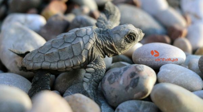 Caretta caretta yuvaları eğlence uğruna tahrip ediliyor