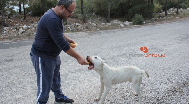 Kemer yaylalarına bırakılan köpekler ölüm kalım mücadelesi veriyor
