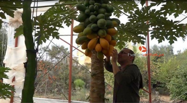 Okuduğu yalnız ada filmlerinde etkilenip papaya üretimine başladı