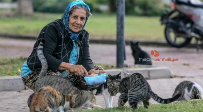 Parkta yaşayan 150 kediyi besliyor