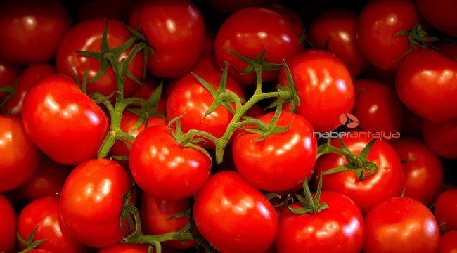 Rusya, 20 ton domatesi iade etti!