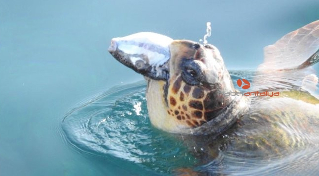 Validen balon balığı yiyen caretta caretta paylaşımı