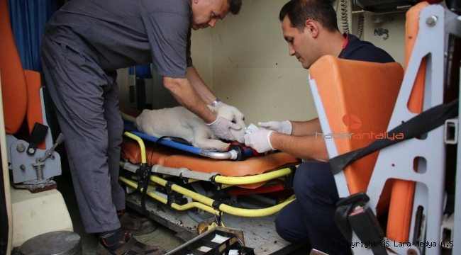Yaralı ve bakıma muhtaç sokak ayvanları için 724 ambulans hizmeti