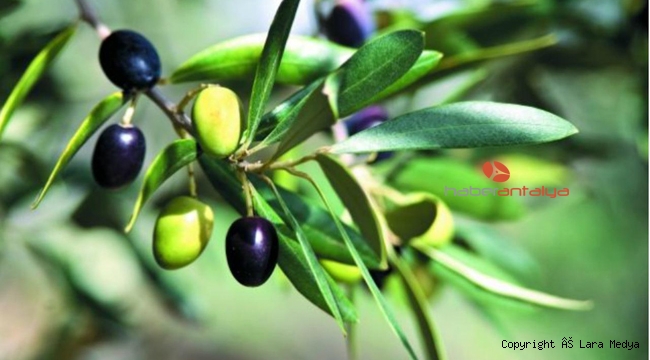 Ziraat Odası'ndan zeytin kampanyası