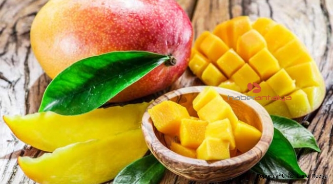 12 mango ağacı 45 bin lira kazandırdı