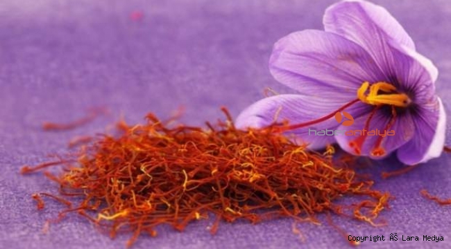 Antalya'da safran ve salep bitkisi yetiştirildi