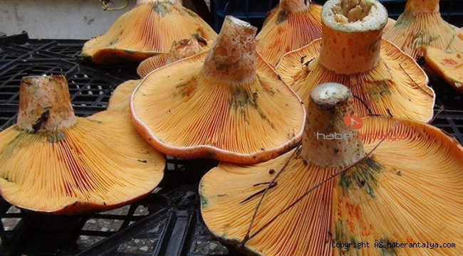 Çıntar mantarı hasadı başladı