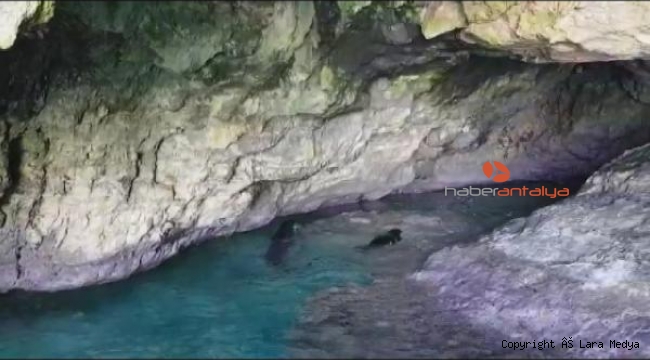 Falezlerdeki mağarada anne ve yavru Akdeniz foku görüntülendi