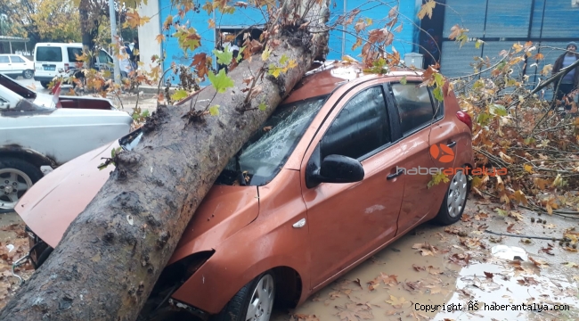 Fırtınanın devirdiği ağaç otomobili hurdya çevirdi