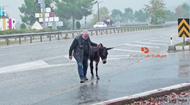 Karayolundaki başıboş eşek sürücülere zor anlar yaşattı