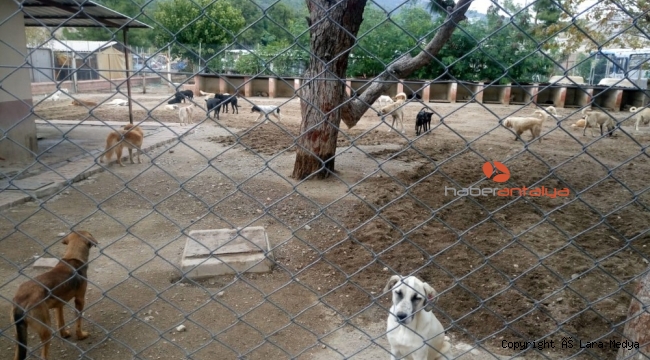 Kemer Belediyesi'nden başıboş köpeklerle ilgili açıklama