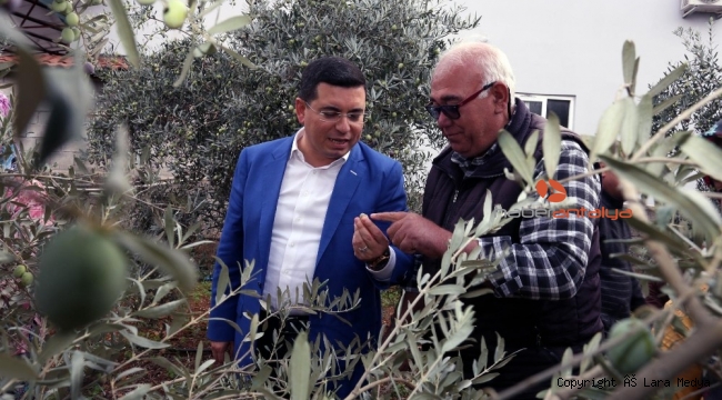 Tütüncü'den zeytin hasatı