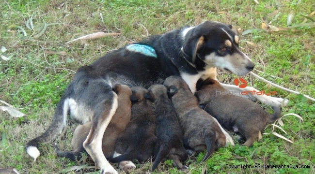 Vicdansızların vurduğu sokak köpeği yavrularına kavuştu