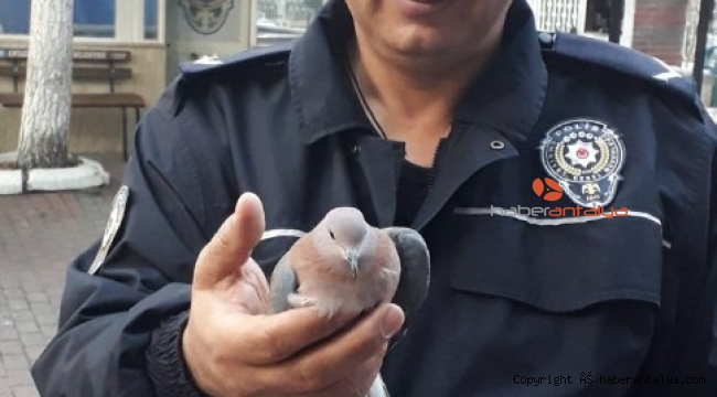 Yaralı Kumruya polis şevkati