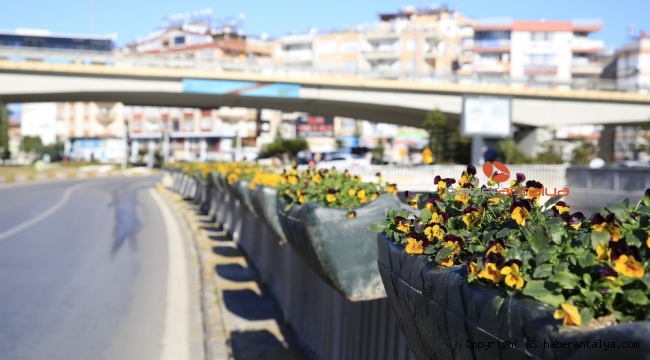Antalya menekşe açtı