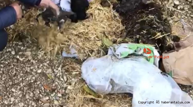 Çuval içinde 5 yavru köpek bulundu