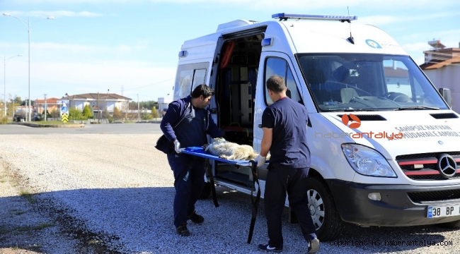Hayvan ambulansı ile 2019 yılında 9 bin ihbara müdahale edildi