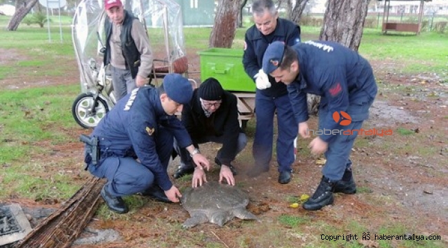 Kıyıya sürüklenen Nil kaplumbağası tedavi altına alındı