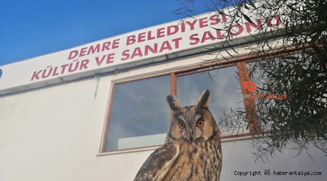 Nesli tükenmek üzere olan baykuş yaralı bulundu