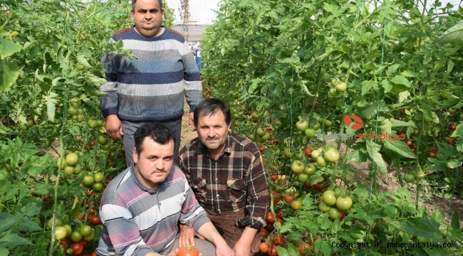 Domateste kota artırımı haberi Kumlucalı üreticileri sevindirdi
