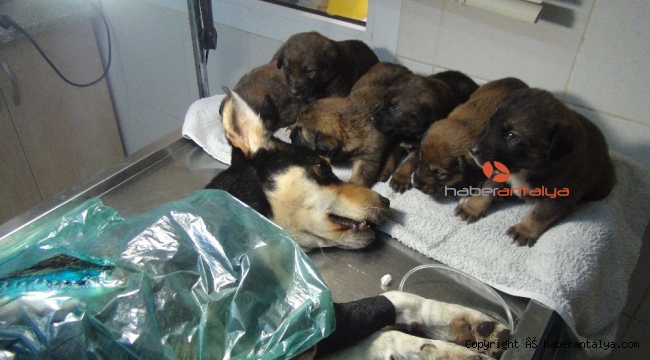 Viçdansızların vurduğu sokak köpeği sağlığına kavuştu yeni sahiplerini bekliyor