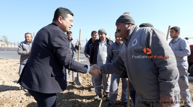 Alparslan Türkeş Bulvarı'na 81 il için zeytin ağacı