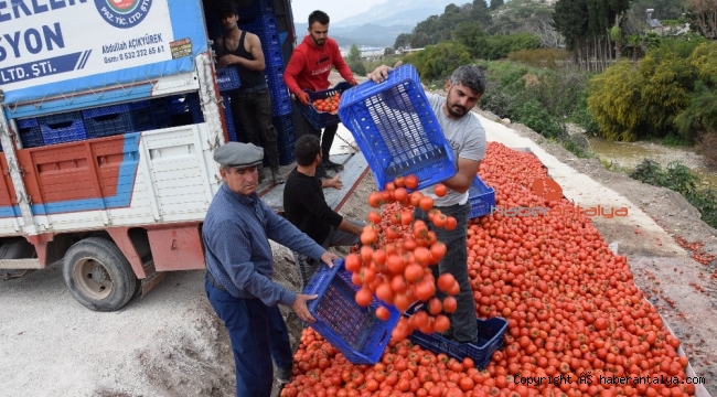 Domates üreticinin elinde kaldı !