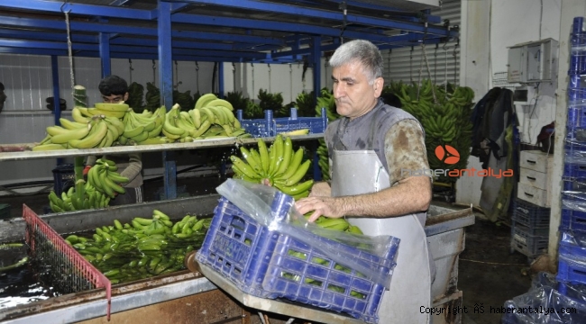 İthal muz yerli muzun fiyatını düşürdü