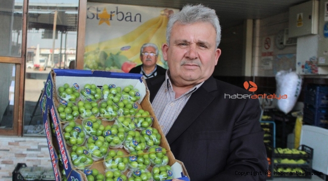 Turfanda erik cep yakıyor