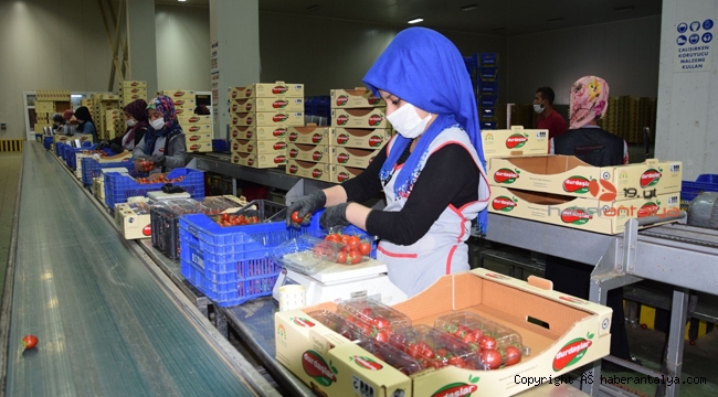 Antalya'da çiftçi üretime ara vermedi