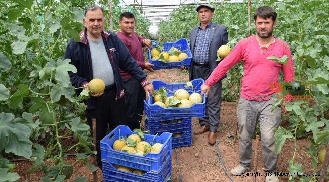 Antalya'da kavun hasadı başladı