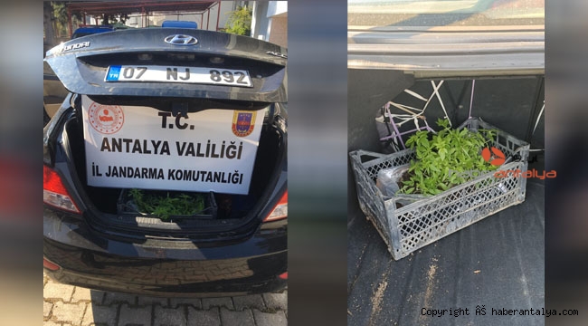 Araçtan 154 kök hint keneviri çıktı !