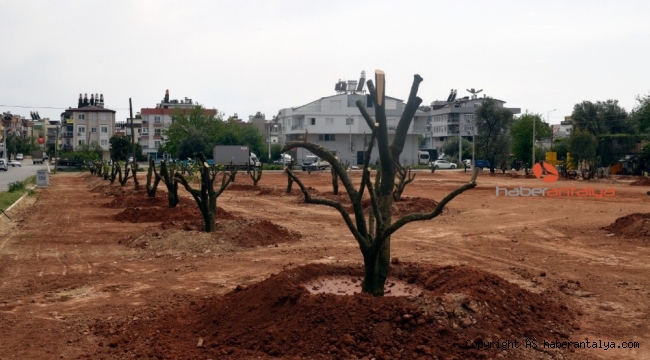 Bir portakal bahçesi de Mehmet Akif Ersoy mahallesine