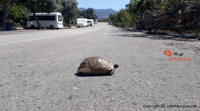 Boş sokakların keyfini kaplumbağa çıkardı, sokak hayvanları da aç bırakılmadı