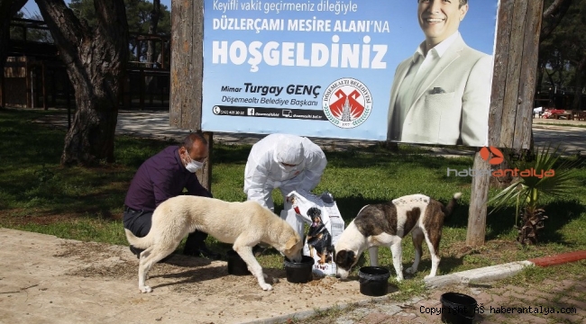 Döşemealtı'nda sokak hayvanlarına bakım tam