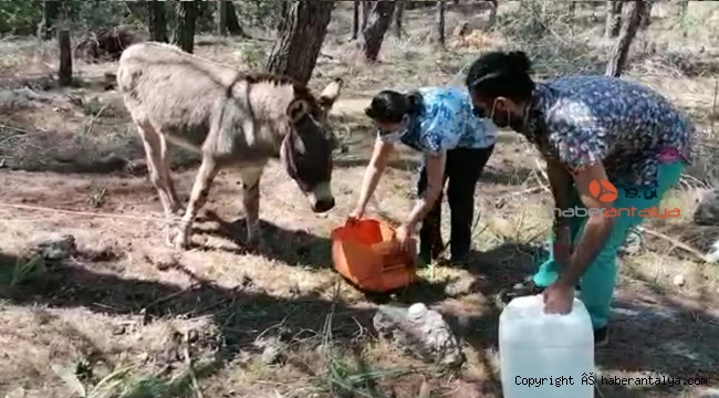 Eşekler de aç bırakılmadı