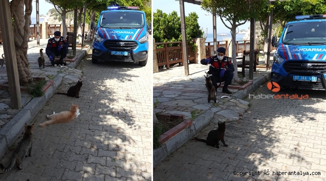 Jandarma, sokak hayvanlarını unutmadı