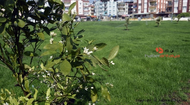Kepez Belediyesinden, Kuzeyyaka'ya portakal kokulu bahçe