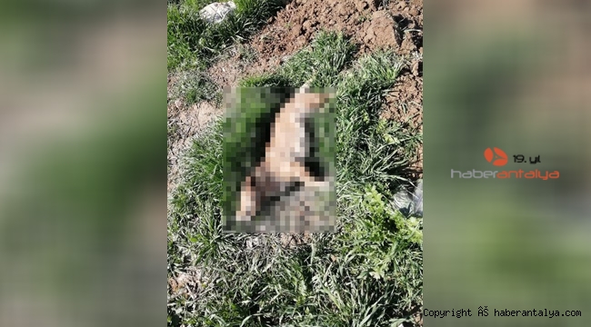 Korkunç olay ! Mahalleli yardım istedi