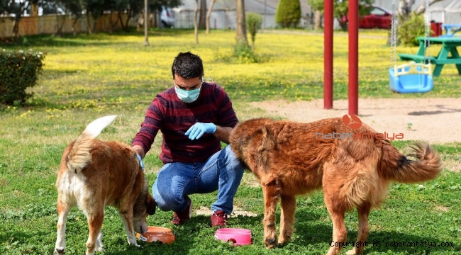 Muratpaşa 106 noktaya mama bırakıyor