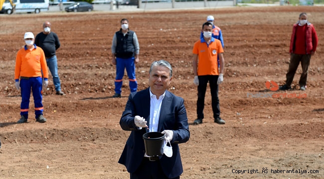 Muratpaşa'da mısır ekim alanı iki katına çıktı