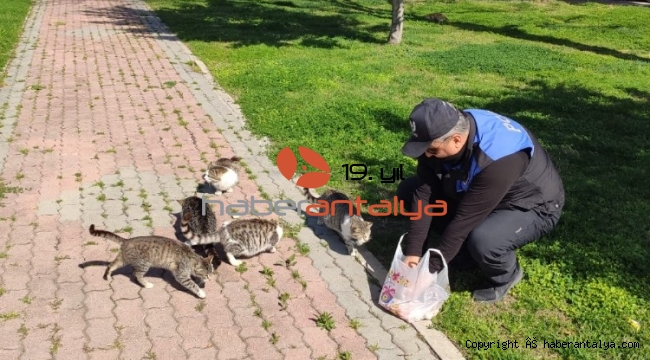 Polisler, sokakta yaşayan sahipsiz kedilere yiyecek bıraktı