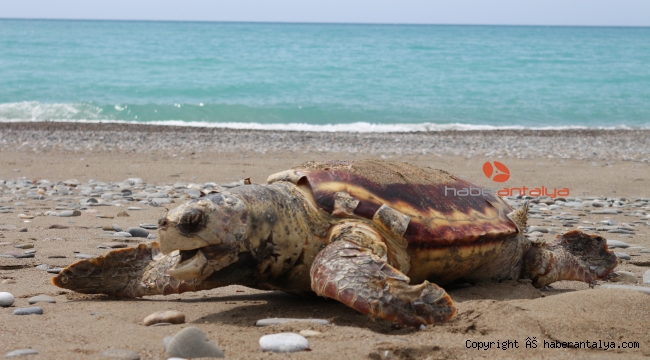 Sahile ölü caretta caretta vurdu
