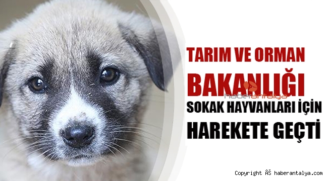 ONLARDA CAN
